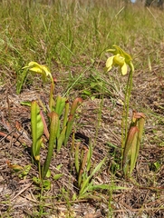 Sarracenia minor