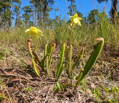 Sarracenia minor