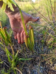 Sarracenia minor
