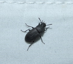 Blapstinus
