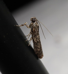 Sciota melanostyla