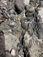 Hypsiglena chlorophaea