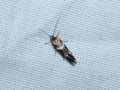 Scythris trivinctella