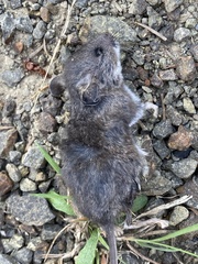 Peromyscus sonoriensis