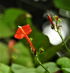 Ipomoea hederifolia