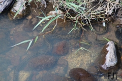 Thamnophis melanogaster