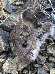 Peromyscus sonoriensis