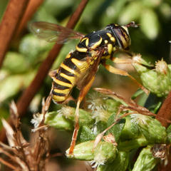 Spilomyia interrupta