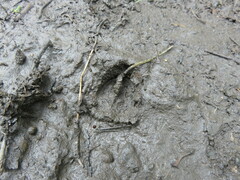 Sus scrofa leucomystax