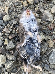 Peromyscus sonoriensis