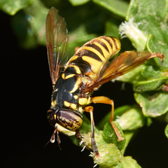 Spilomyia interrupta