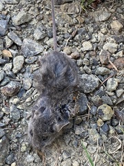 Peromyscus sonoriensis