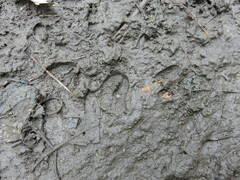 Sus scrofa leucomystax