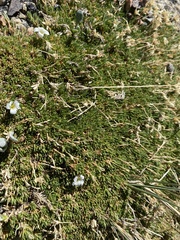 Caryophyllaceae