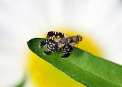 Spathulina acroleuca