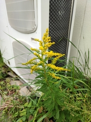 Solidago altissima