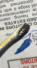 Natriciteres olivacea