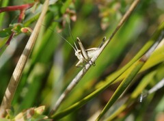 Nanodectes harpax