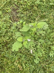 Heliotropium indicum