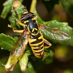 Spilomyia interrupta