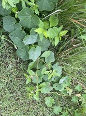 Heliotropium indicum