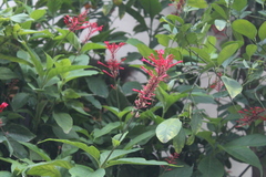 Odontonema callistachyum