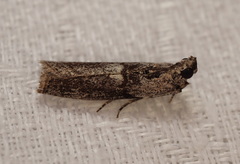 Sciota melanostyla