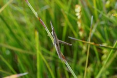 Vandiemenella viatica