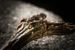 Nimbopsocus australis