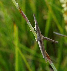 Vandiemenella viatica