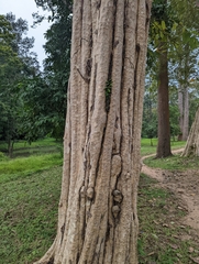 Lagerstroemia calyculata