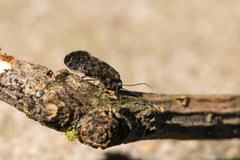 Nimbopsocus australis