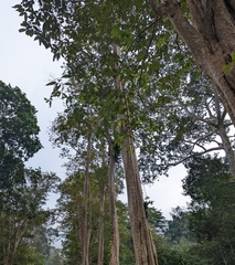 Lagerstroemia calyculata
