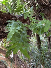 Microsorum pustulatum pustulatum