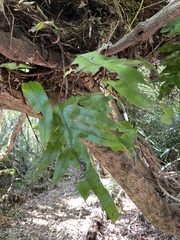 Microsorum pustulatum pustulatum