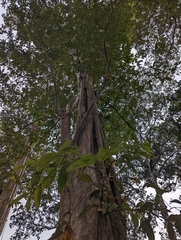 Lagerstroemia calyculata