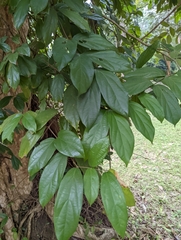 Lagerstroemia calyculata