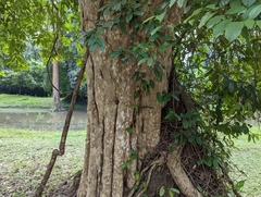 Lagerstroemia calyculata