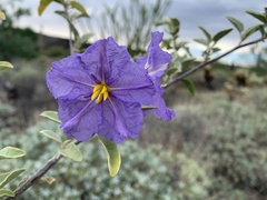 Solanum hindsianum