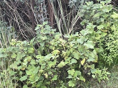 Heliotropium indicum