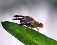 Spathulina acroleuca