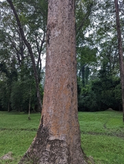 Dipterocarpus alatus