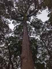 Dipterocarpus alatus