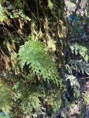 Hymenophyllum demissum