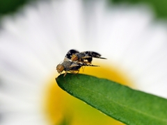 Spathulina acroleuca