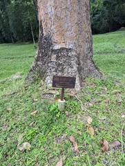 Dipterocarpus alatus