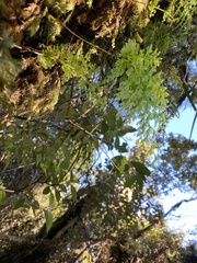 Hymenophyllum demissum