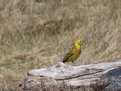 Emberiza citrinella caliginosa