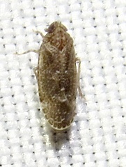 Opsiplanon luella