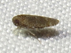 Opsiplanon luella
